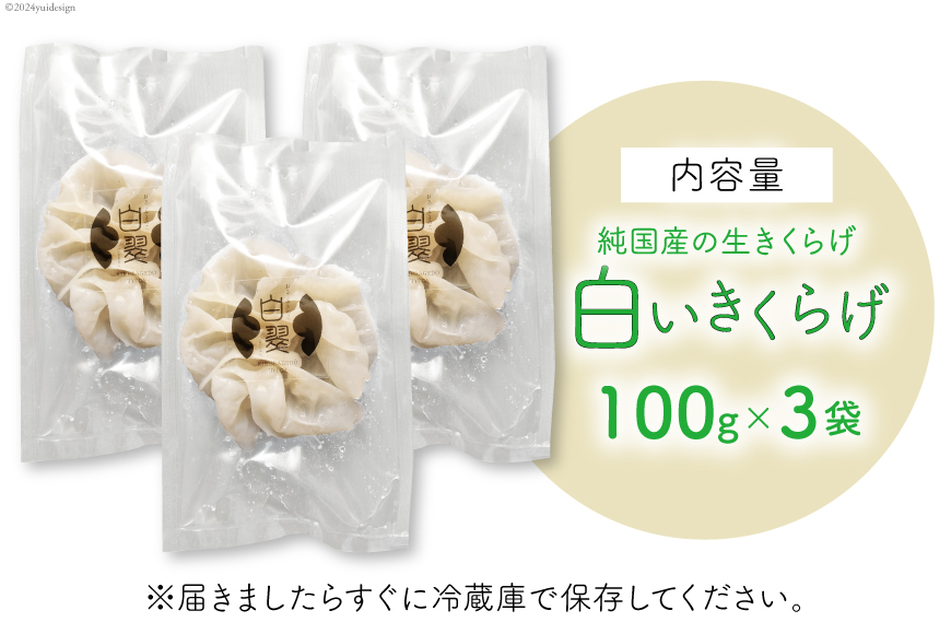 【期間限定発送】きのこ 白 生きくらげ 100g×3袋 [きくらげ堂 日向店 宮崎県 日向市 452060820] キクラゲ 木耳 食物繊維 無添加 きのこ 冷蔵