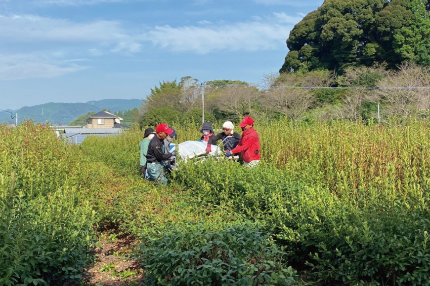 お茶 美笑福茶 8包入り [塩見まちづくり協議会 宮崎県 日向市 452061062] ブレンド茶 煮出し ティーパック ティーバッグ 個包装 ブルーベリー へべす