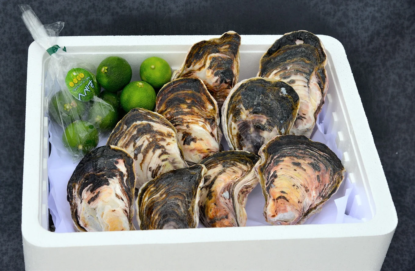【期間限定発送】岩牡蠣 殻付き 細島 岩ガキ 約3kg 日向特産 へべす 400g セット [道の駅日向 宮崎県 日向市 452061390] いわがき 岩がき 牡蠣 日豊海岸 濃厚 クリーミー