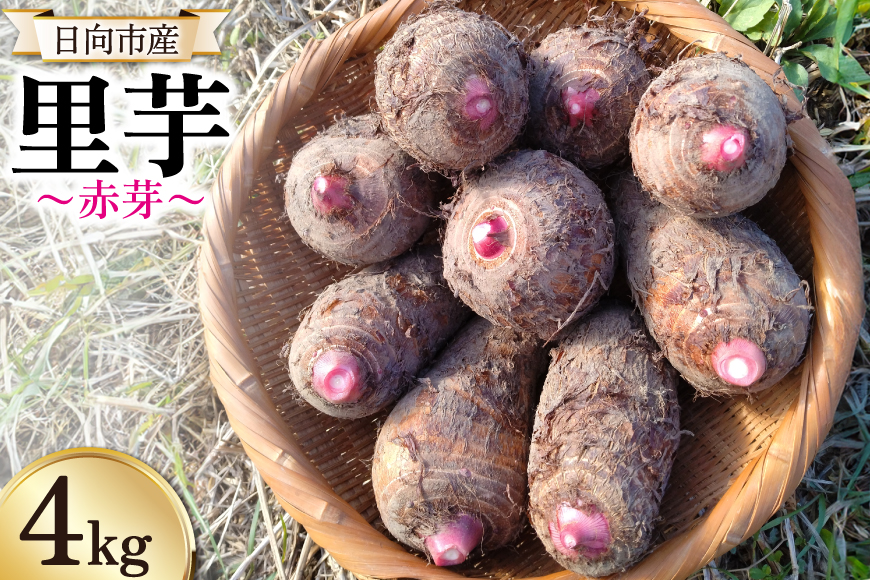 【期間限定発送】 里芋 赤芽 4kg [甲斐自然派農園 宮崎県 日向市 452060524] さといも ホクホク