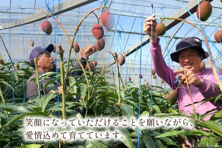 【先行受付】「生産者応援・数量限定」日向完熟マンゴー2L×2玉(家庭用) [宮崎県農業協同組合日向地区本部(販売課) 宮崎県 日向市 452060536] 日向 完熟マンゴー 完熟 果物 くだもの フルーツ 甘い 果実 冷蔵