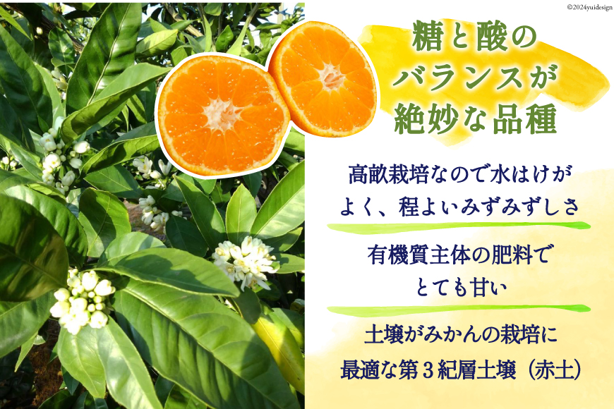 みかん 10kg【期間限定発送】コクのある甘さ うまぁ〜い！！青島晩生温州みかん S・M・Lいずれか [黒田農園 宮崎県 日向市 452060247] 果物 フルーツ ミカン 蜜柑 柑橘 贈答用