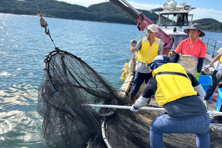 体験 日向灘細島港 定置網漁 体験チケット 1名分 [高田屋 宮崎県 日向市 452061157] 漁 定置網 漁師体験 九州 宮崎 日向