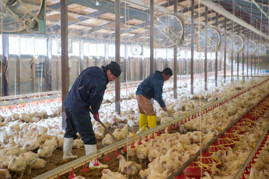 鶏肉 小分け 宮崎県産 ブランド鶏 夢創鶏 もも むね 切身 セット 200g 5p 2種 計2kg [英楽 宮崎県 日向市 452061148] むね肉 もも肉 ムネ モモ 鶏