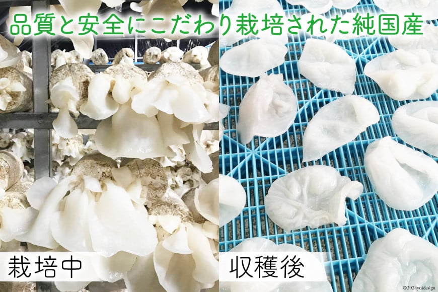 【期間限定発送】きのこ 白 生きくらげ 100g×3袋 [きくらげ堂 日向店 宮崎県 日向市 452060820] キクラゲ 木耳 食物繊維 無添加 きのこ 冷蔵