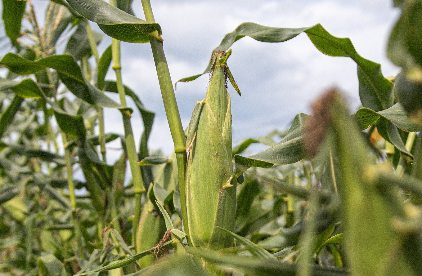 【期間限定発送】「野菜ソムリエサミット」2024年7月度 金賞受賞 とうもろこし スイートコーン ひなたプレミアコーン 4.5kg [増田園芸 宮崎県 日向市 452061048] トウモロコシ 糖度 甘い 先行予約