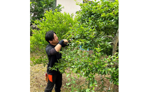 【要・お申込前ご連絡】お庭のお手入れ(作業地：日向市内限定)《1日7時間程度》 [宮崎県 日向市 85-01-(25)]