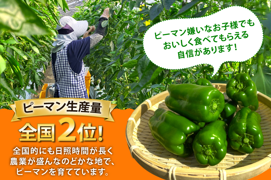 【期間限定発送】 ピーマン 宮崎県産ピーマン 2kg [東九農園 宮崎県 日向市 452061218] 宮崎 パリパリ 野菜 やさい サラダ 新鮮 BBQ