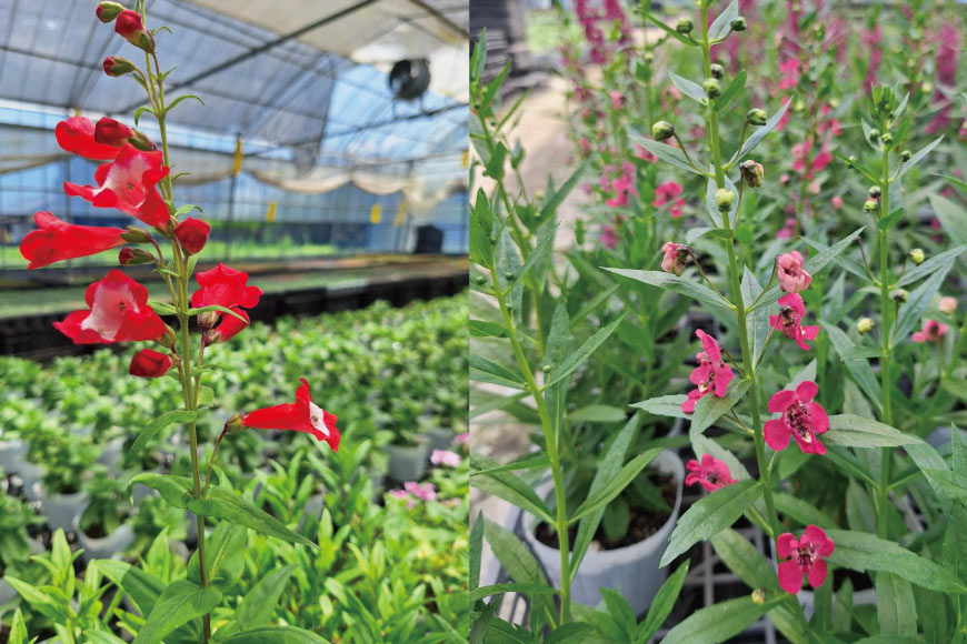 培養土 10L [大地商会 宮崎県 日向市 452061025] 軽い ふかふか 植物 観葉植物 ガーデニング 園芸 家庭菜園 花 培養 土 鉢植え キッチンガーデン 花壇 畑