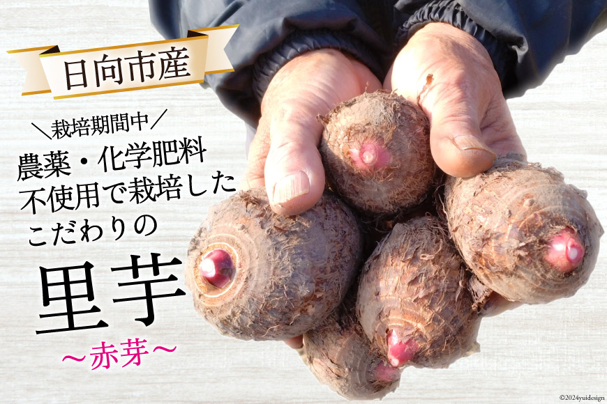 里芋 赤芽 4kg [甲斐自然派農園 宮崎県 日向市 452060524] さといも ホクホク