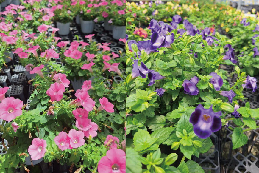 培養土 10L 3袋 計 30L [大地商会 宮崎県 日向市 452061633] 軽い ふかふか 植物 観葉植物 ガーデニング 園芸 家庭菜園 花 培養 土 鉢植え キッチンガーデン 花壇 畑