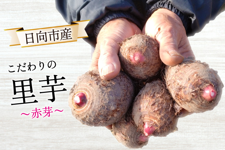 期間限定発送】 里芋 赤芽 2kg [甲斐自然派農園 宮崎県 日向市