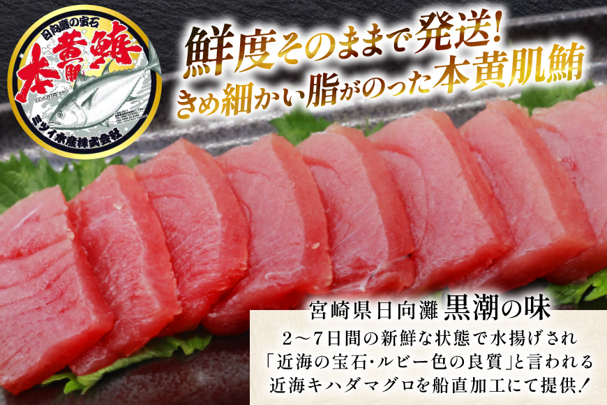 【期間限定発送】 マグロ 刺身 宮崎県産 天然 キハダマグロ 約500g [ミツイ水産 宮崎県 日向市 452061258] まぐろ 鮪 ブロック