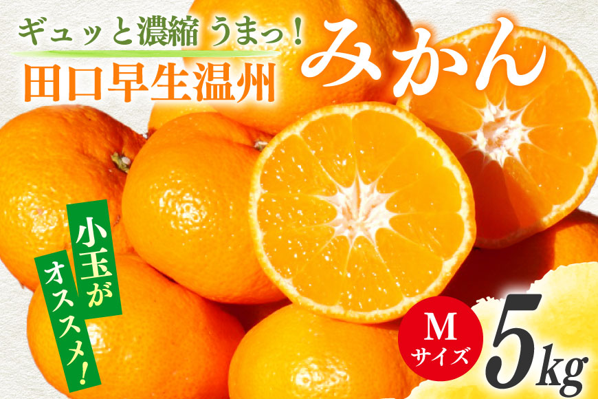 【期間限定発送】 みかん 5kg ギュッと濃縮 うまっ！ 田口早生温州みかん M [黒田農園 宮崎県 日向市 452061307] 果物 フルーツ ミカン 蜜柑 柑橘