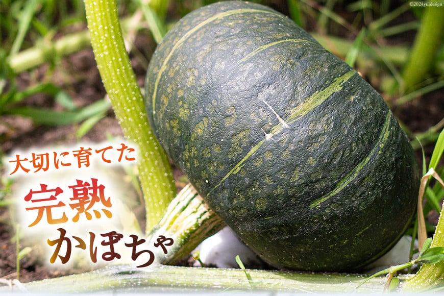 【期間限定発送】 野菜 栗カボチャ 2玉 [たくちゃんの野菜農園 宮崎県 日向市 452060909] かぼちゃ 南瓜 カボチャ 完熟 甘い ホクホク ほっこり133 ブラックのジョー 国産