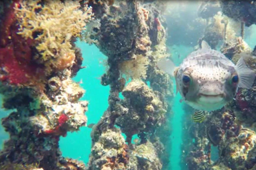 【期間限定発送】岩牡蠣 殻付き 細島 岩ガキ 約4.5kg [道の駅日向 宮崎県 日向市 452060571] いわがき 岩がき 牡蠣 日豊海岸 濃厚 クリーミー