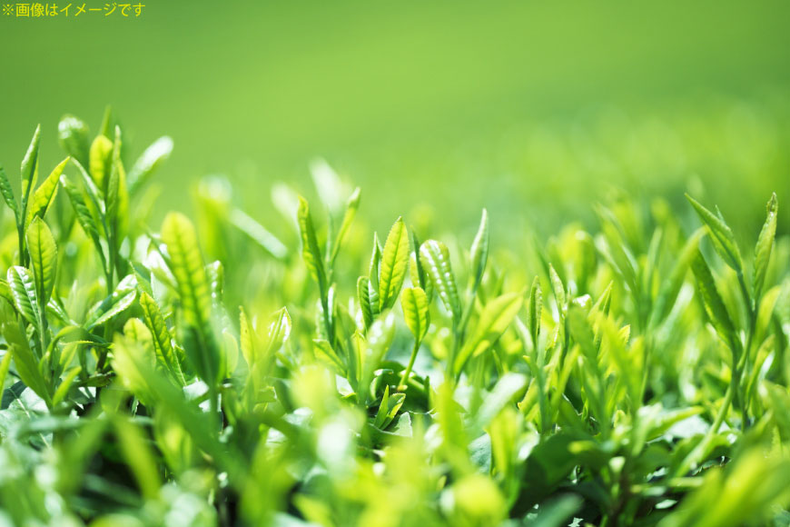 お茶 ティーバッグ 特撰 みやざき煎茶 3袋 セット [谷岩茶舗 宮崎県 日向市 452061642] ティーパック 茶 茶葉 緑茶 新茶 お茶の葉