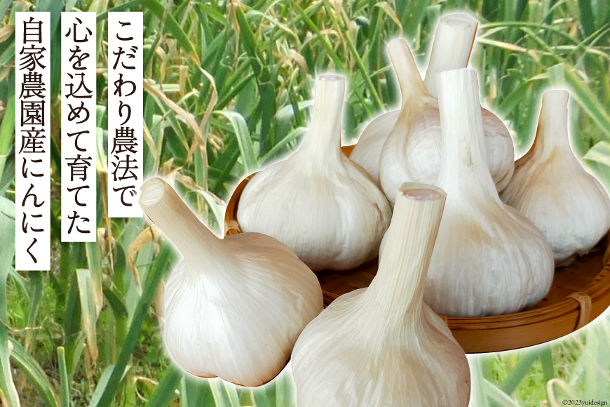 【期間限定発送】 にんにく 国産 500g [甲斐自然派農園 宮崎県 日向市 452060132] ふるさと納税 ニンニク 栽培期間中 無農薬 農薬不使用 化学肥料不使用 日向市産