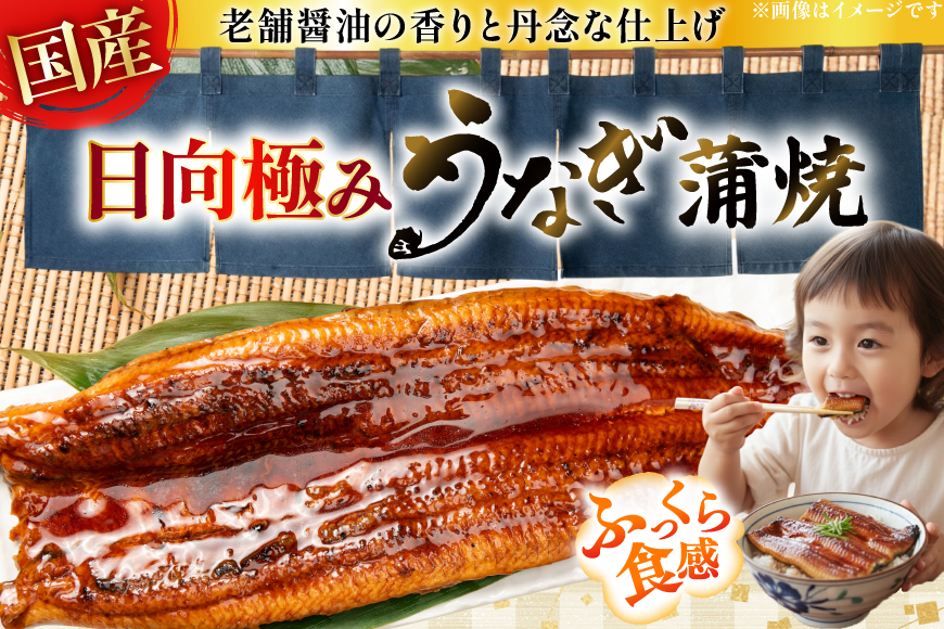うなぎ 国産 日向極み うなぎ蒲焼 2尾 計240g以上 【たれ・山椒付き】 [日向サンパーク 宮崎県 日向市 452061502] ギフト 小分け 真空パック 鰻 ウナギ うなぎの蒲焼 蒲焼 蒲焼き