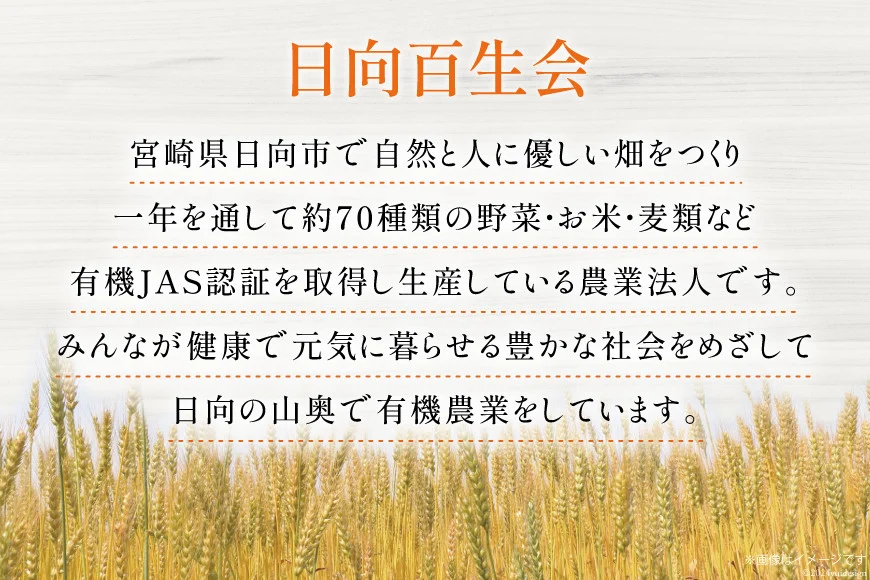 お茶 六条麦茶 10g 20包 [日向百生会 宮崎県 日向市 452061129] 麦茶 むぎ茶 水出し 煮出し ティーバッグ 国産 ノンカフェイン