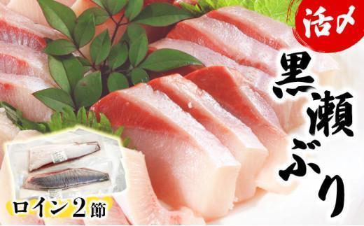 KU281＜2026年2月発送分＞活じめ！黒瀬ぶりの生鮮ブリロイン2節（1.0kg前後）