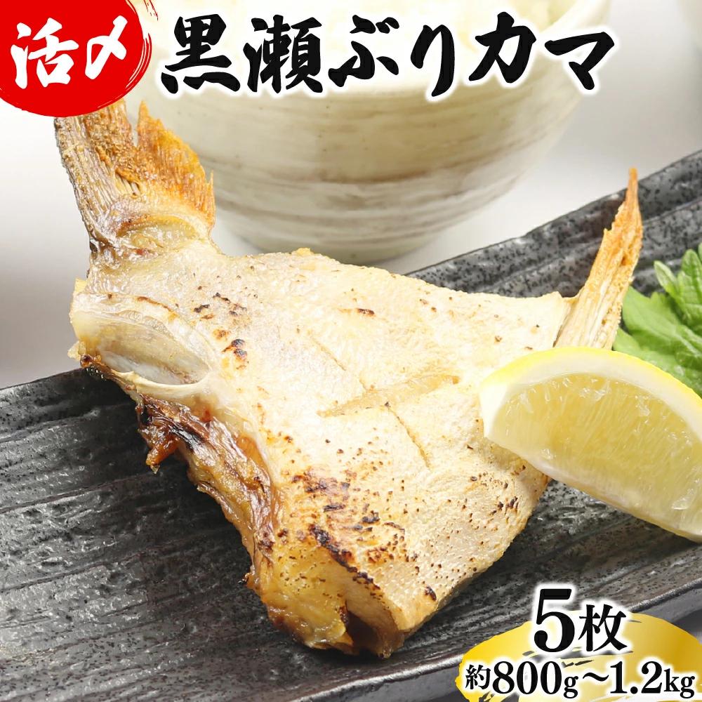 【1月発送】活じめ！黒瀬ぶりカマ（5枚入）（800g～1.2kg前後）