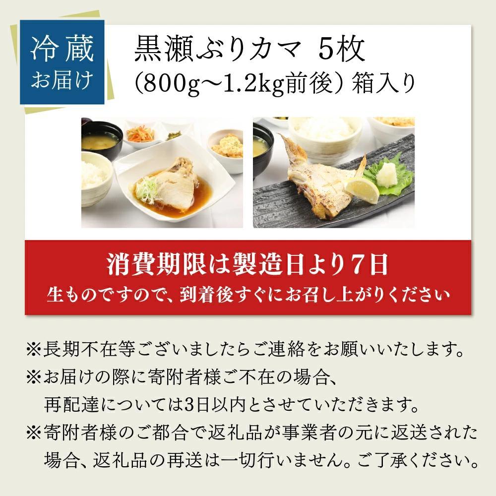 【2月発送】活じめ！黒瀬ぶりカマ（5枚入）（800g～1.2kg前後）