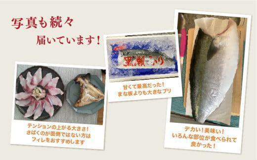 KRBF15 豢サ縺倥aシ鮟堤ャ縺カ繧翫ョ逕滄ョョ繝悶Μ繝輔ぅ繝ャ繝シ 1.5kg蜑榊セ (2026蟷エ4譛育匱騾)