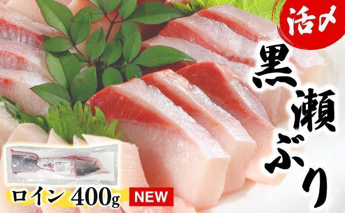 KU281-1＜2026年4月発送分＞活じめ！黒瀬ぶりの生鮮ブリロイン2節～3節（400g前後）