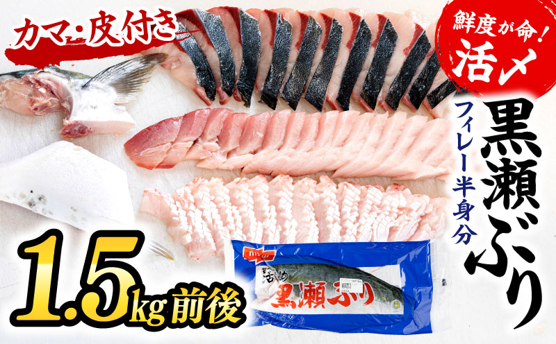 ＜翌月末までに発送予定＞高評価！活じめ！黒瀬ぶりの生鮮ブリフィレー （1.5kg前後） 冷蔵 しゃぶしゃぶ たたき 海鮮丼 魚 海産物 グルメ ギフト 贈答用 お歳暮 お中元 お祝い 人気 ブリ 寒ブリ ぶりしゃぶ 海鮮 刺身 宮崎県 串間市 _K001-004