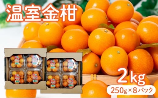 KU434 【先行予約】温室金柑2kg（250g×8パック）