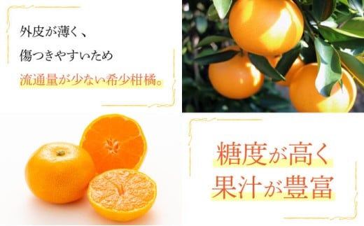 KU250-2 せとか6kg（16～30玉）化粧箱付き