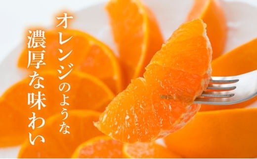 KU250-2 せとか6kg（16～30玉）化粧箱付き