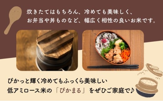 縲仙ョ壽悄萓ソ繝サ蜈ィ2蝗槭台サ、蜥7蟷エ逕」縲瑚カ譌ゥ蝣エ邀ウ縲阪エ縺九∪繧 險10kgシ5kgテ2蝗橸シ 邀ウ 縺顔アウ 縺翫↓縺弱j 縺翫縺吶ウ 縺雁シ∝ス 邊セ邀ウ 逋ス邀ウ 繝悶Λ繝ウ繝臥アウ 菴弱い繝溘Ο繝シ繧ケ 蝗ス逕」 逕滄ョョ鬟溷刀 荳ュ蟲カ邀ウ遨蠎 繧ー繝ォ繝。 荳イ髢灘ク _K028-T001
