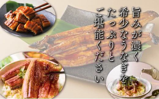 KU469-4s くしまの黒潮うなぎ蒲焼小4尾（合計560g前後）【大田商店】