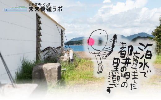 KU469-4s くしまの黒潮うなぎ蒲焼小4尾（合計560g前後）【大田商店】