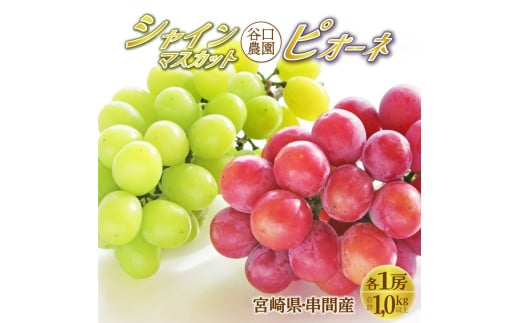TNBSP-10 ＜先行予約＞ 串間産シャインマスカット1房・ピオーネ（大粒・大房・種なし）1房 計1kg以上【谷口農園】