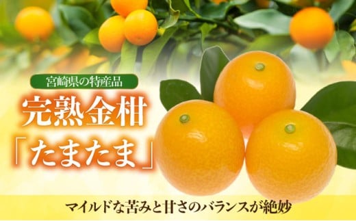 KU432-2 【先行予約】串間市産 完熟きんかん「たまたま」6kg