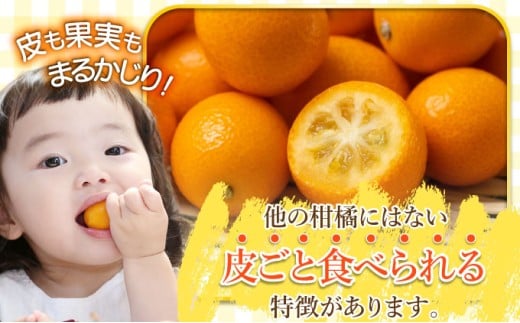 KU432-2 【先行予約】串間市産 完熟きんかん「たまたま」6kg