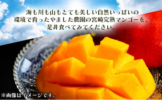 【やました農園】＜先行予約＞糖度平均15度以上！高評価の希少な特大宮崎完熟マンゴー（4L×1玉入）一般用・美品　濃厚な甘さと酸味のバランスが絶妙な完熟マンゴー！2箱 KU471-2