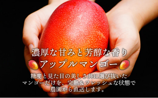 ＜先行予約＞糖度15度以上の高評価の宮崎完熟マンゴー（3L×2玉入・贈答用）＜ギフト用＞ 1箱_K005-008