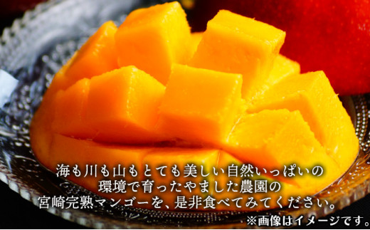 【やました農園】＜先行予約＞★特大サイズ★累計11,000玉申込突破!! 糖度15度以上の高評価の宮崎完熟マンゴー(4L×2玉入・贈答用) 1箱 AE-CD2