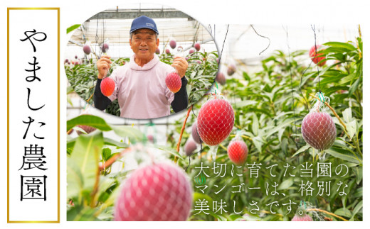 ＜先行予約＞糖度15度以上の宮崎完熟マンゴー(5L×1玉入・贈答用) ＜ギフト用＞ 2箱_K005-012