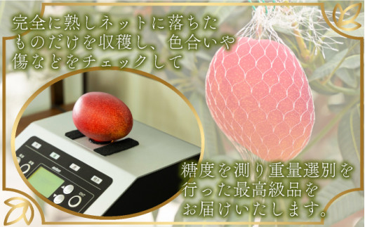 ＜先行予約＞糖度15度以上の宮崎完熟マンゴー(5L×1玉入・贈答用) ＜ギフト用＞1箱_K005-011