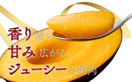 ＜先行予約＞糖度15度以上の宮崎完熟マンゴー(5L×1玉入・贈答用) ＜ギフト用＞1箱_K005-011