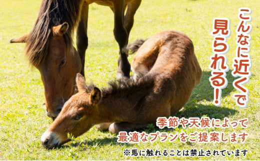 体験！おもしろ『都井岬野生馬』観察ガイドツアー_K042-001