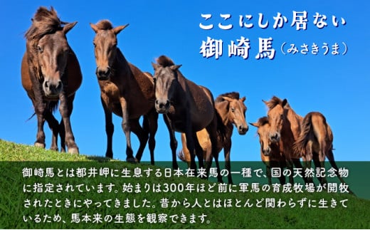 体験！おもしろ『都井岬野生馬』観察ガイドツアー_K042-001