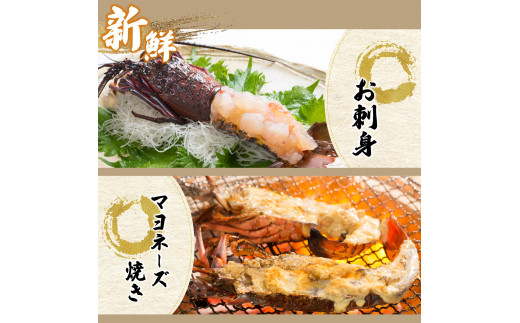 【先行予約】 ＜生冷凍・数量限定＞宮崎県串間産 天然伊勢エビ（約800g）_K027-003