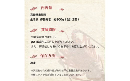 【先行予約】 ＜生冷凍・数量限定＞宮崎県串間産 天然伊勢エビ（約800g）_K027-003