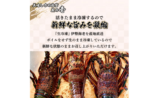 【先行予約】 ＜生冷凍・数量限定＞宮崎県串間産 天然伊勢エビ（約800g）_K027-003